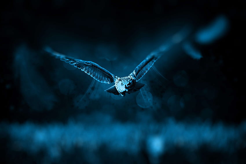 สัตว์ นก มืด บิน กลางคืน นกฮูก สัตว์ป่า วอลล์เปเปอร์ HD