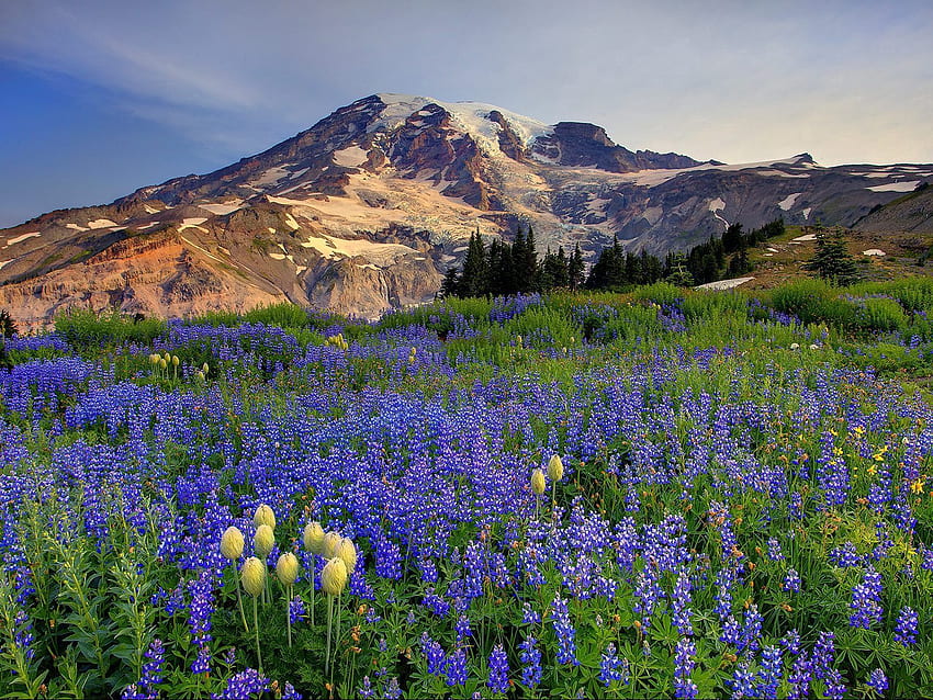 ธรรมชาติ ดอกไม้ ภูเขา จุดยอด ยอดเขา ทุ่งโล่ง โพลีอานา วอลล์เปเปอร์ HD