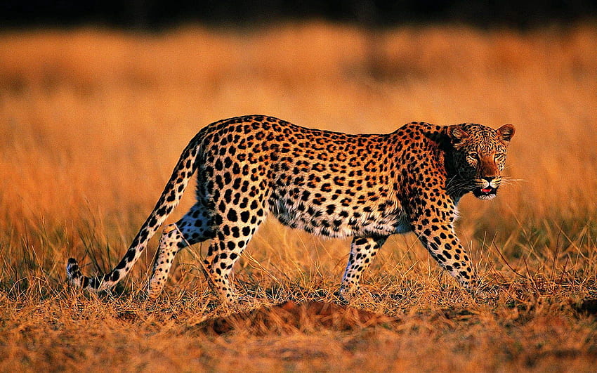 Animales, hierba, leopardo, depredador, gato grande, paseo, caza, caza fondo de pantalla