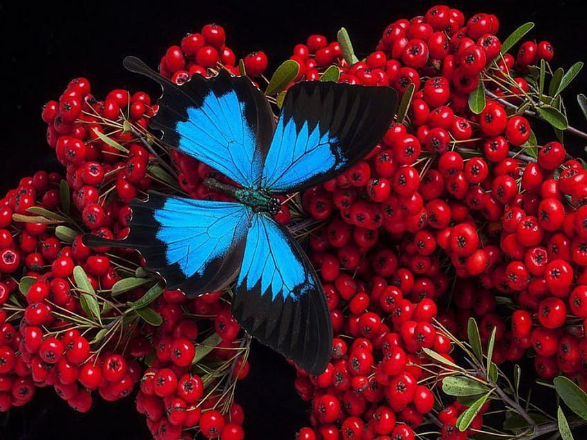 Suguhan buah, beri, kupu-kupu, Morpho, merah Wallpaper HD