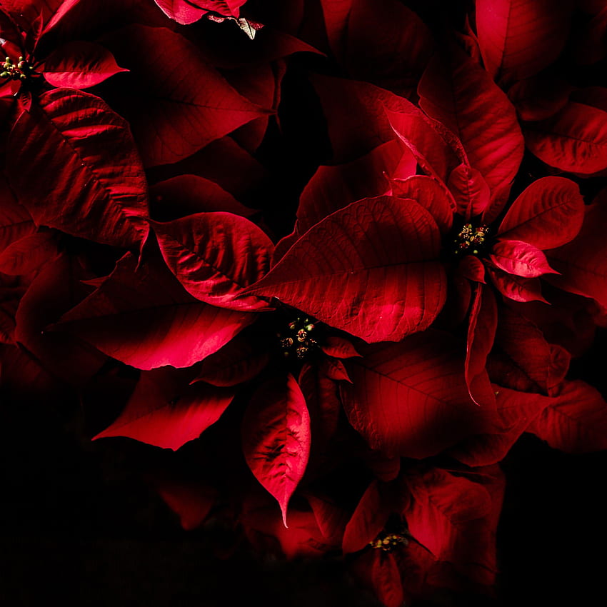 AMOLED Red Leaves, AMOLED HD phone wallpaper | Pxfuel