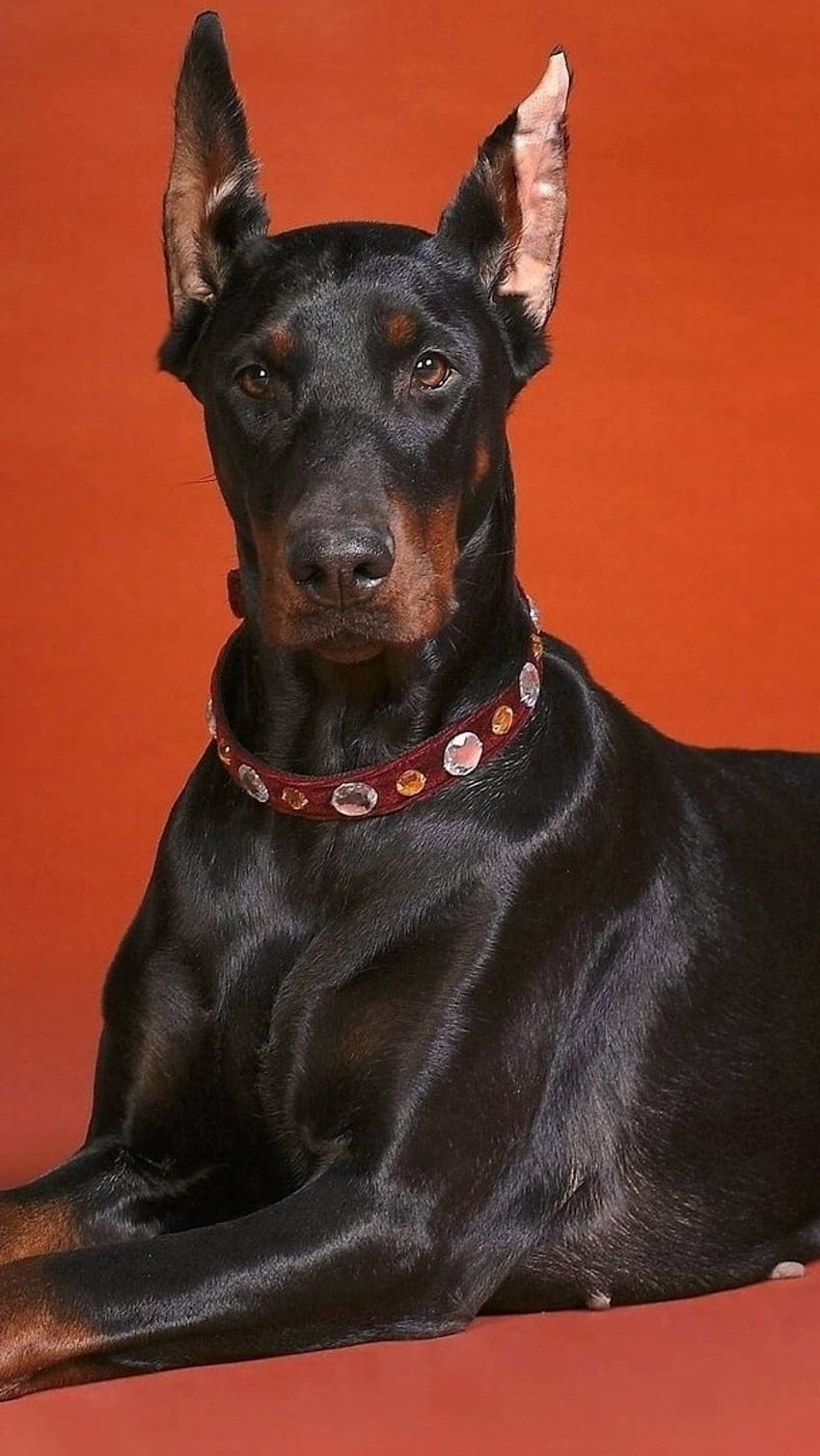 Dobermann-Hund, deutscher Dobermann, Pinscher HD-Handy-Hintergrundbild