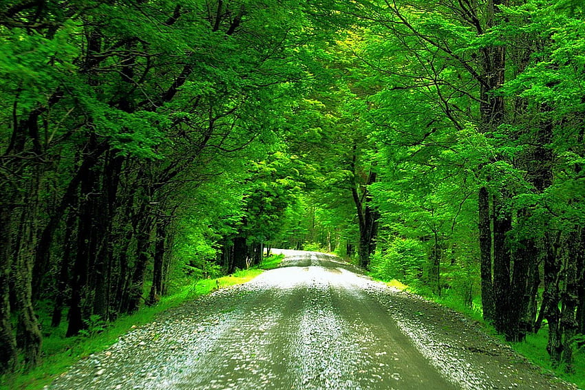Road Lined with Green Trees and Background . HD wallpaper