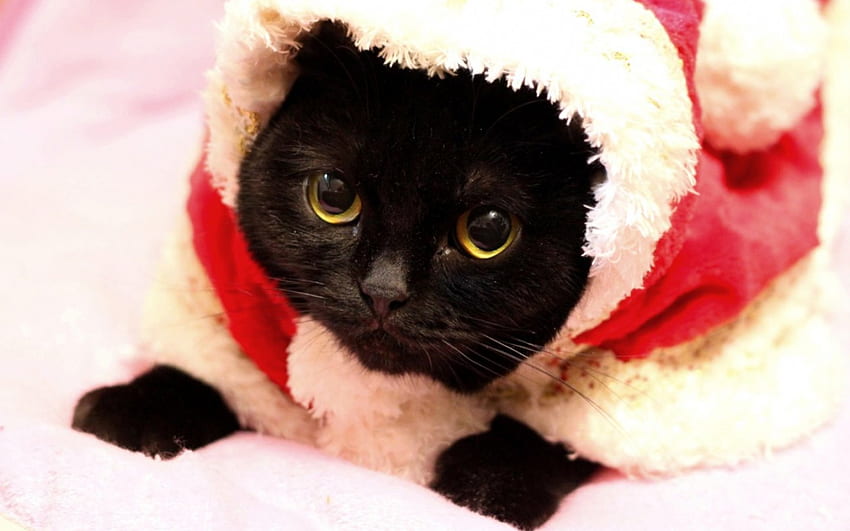 Noel Baba, yavru kedi, hayvan, beyaz, siyah, sevimli, Noel Baba, kedi, yılbaşı, kırmızı için hazır HD duvar kağıdı