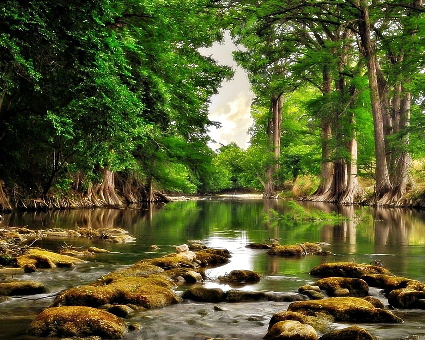 Речен бряг Високи дървета Зелени листа Спокойна вода Камъни Отражение с висока разделителна способност, Спокойна река HD тапет