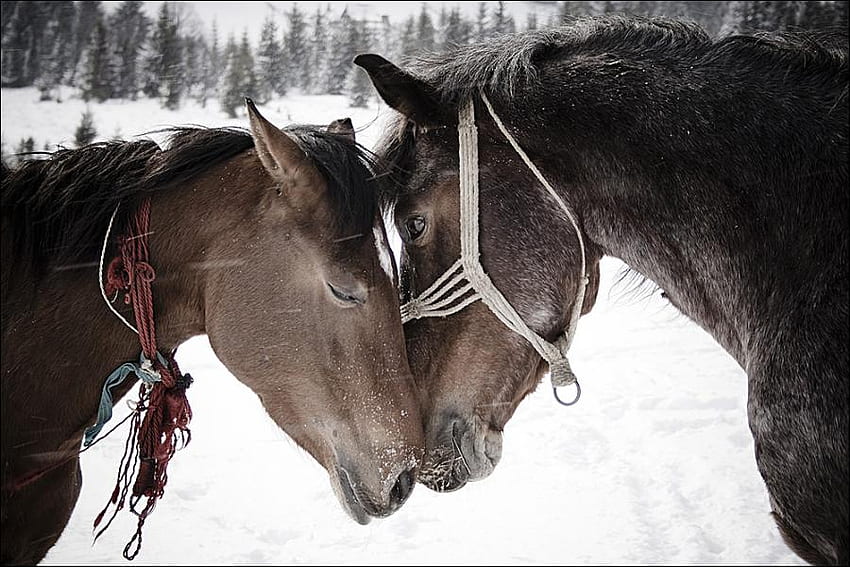 kuda manis, manis, kuda, alam, cinta Wallpaper HD