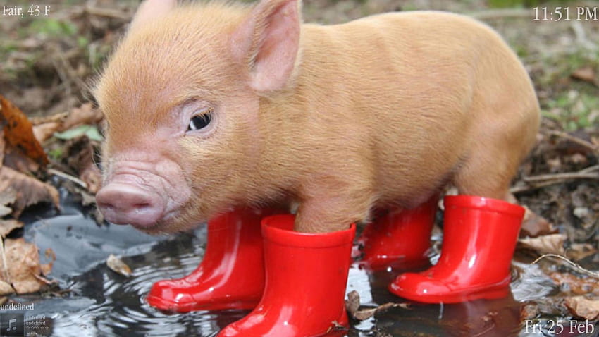 Pig in boots [] for your , Mobile & Tablet. Explore Piggy . Cute Pig , Pig , Pig, Cool Piggy HD wallpaper