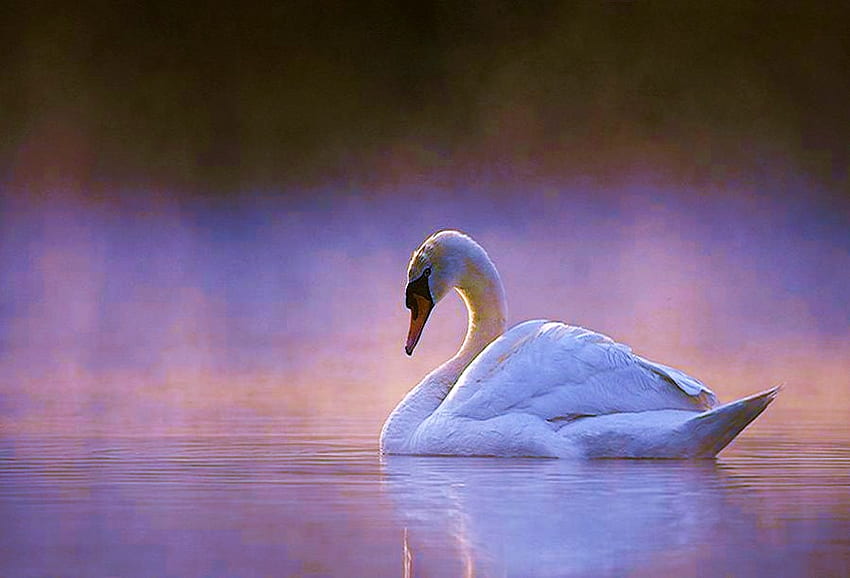 Swan at dusk, swimming, soft rays, reflection, light, swan, dusk HD wallpaper