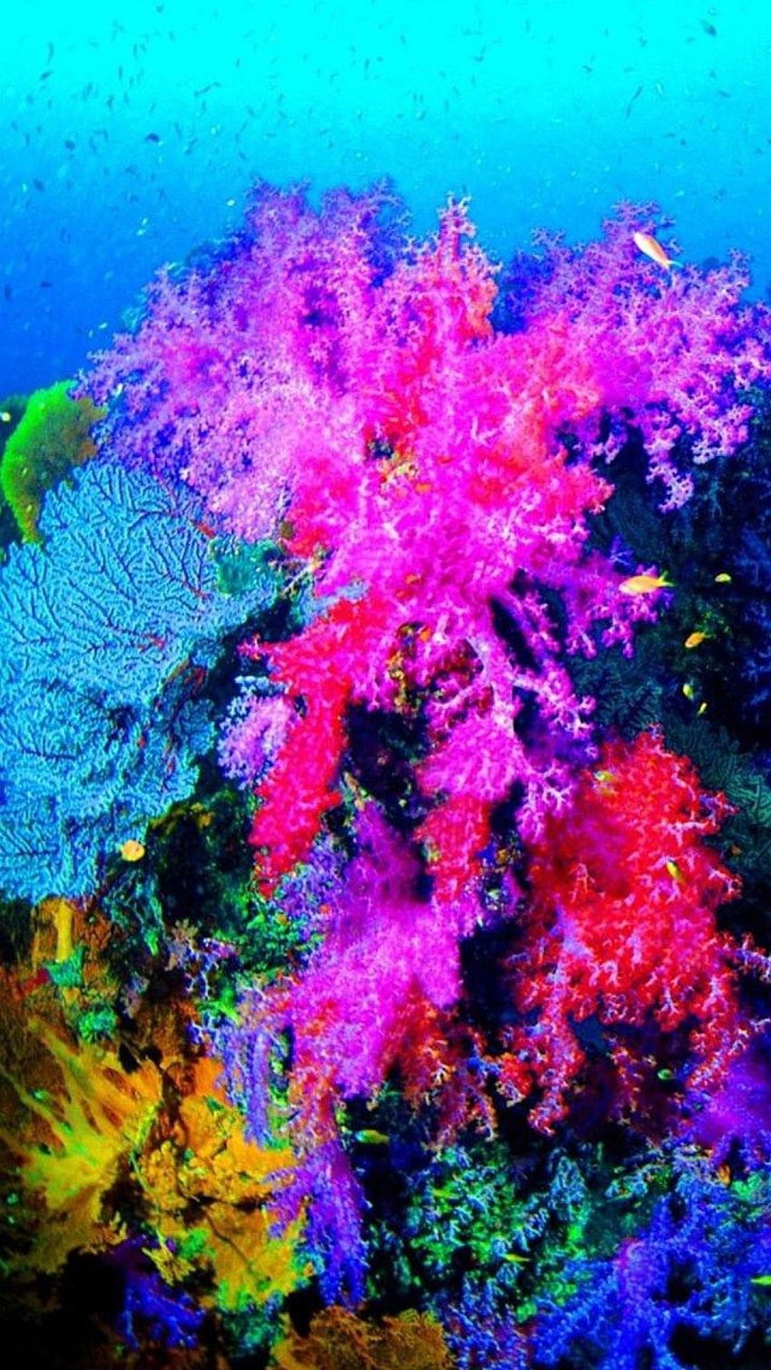 アイフォン。 青、サンゴ礁、水、紫、ピンク、サンゴ礁 HD電話の壁紙