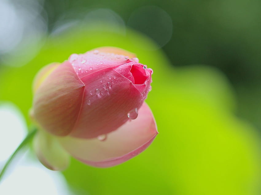 Bocciolo di fiore di loto rosa da vicino, rugiada Sfondo HD