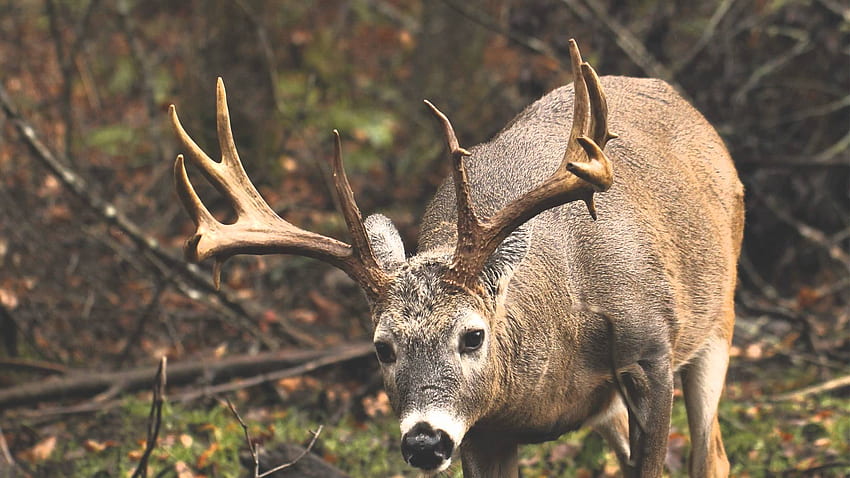 Whitetail Deer, Buck HD wallpaper