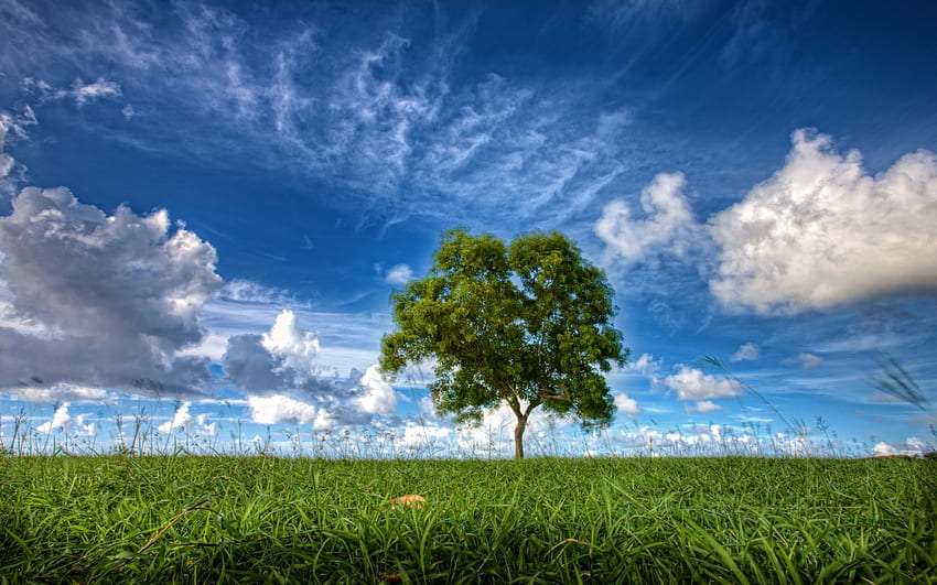 Meadow Tree Blue Sky nuages ​​et stock Fond d'écran HD