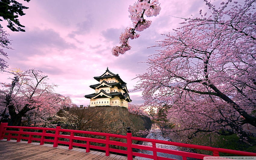 한국의 벚꽃, 아름다운 한국 HD 월페이퍼