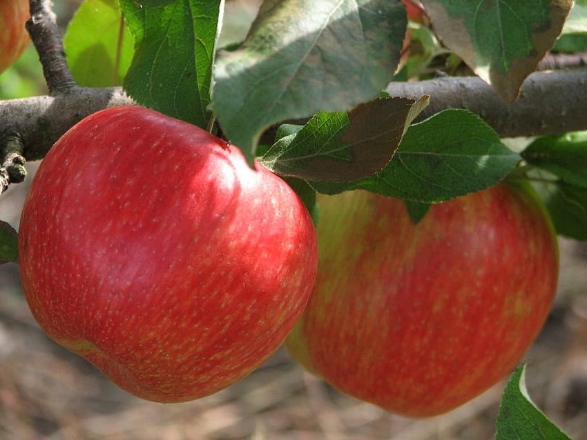 Just The Right One For A Apple Pie หวาน อร่อย แอปเปิ้ล ต้นไม้ วอลล์เปเปอร์ HD