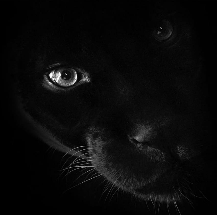 Panther Face, black, leopard, panther, cats, cat HD wallpaper