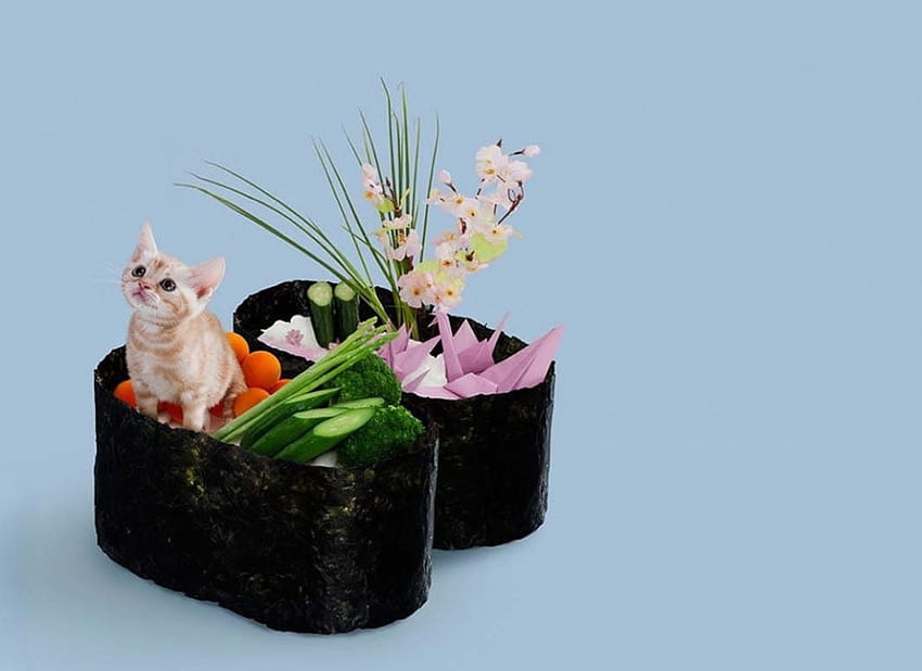 Sushi-Katze, Kätzchen, blau, Tier, Kätzchen, süß, orientalisch, nett, 3d, cg, , entzückend, japanisch, süß, lecker, Katze, Essen, kawaii, hübsch, Sushi, schön, realistisch HD-Hintergrundbild