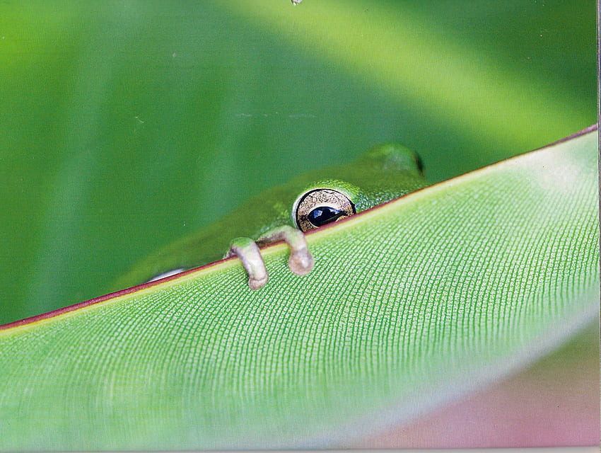 Дървесна жаба, животно, жаба, зелено, дърво HD тапет