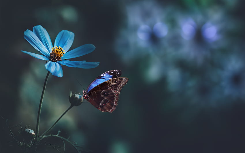 Flower and Butterfly, nature, butterfly, insect, flower, animal HD wallpaper
