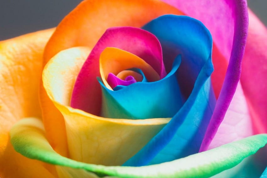 Rose, rainbow colors, abstract HD wallpaper
