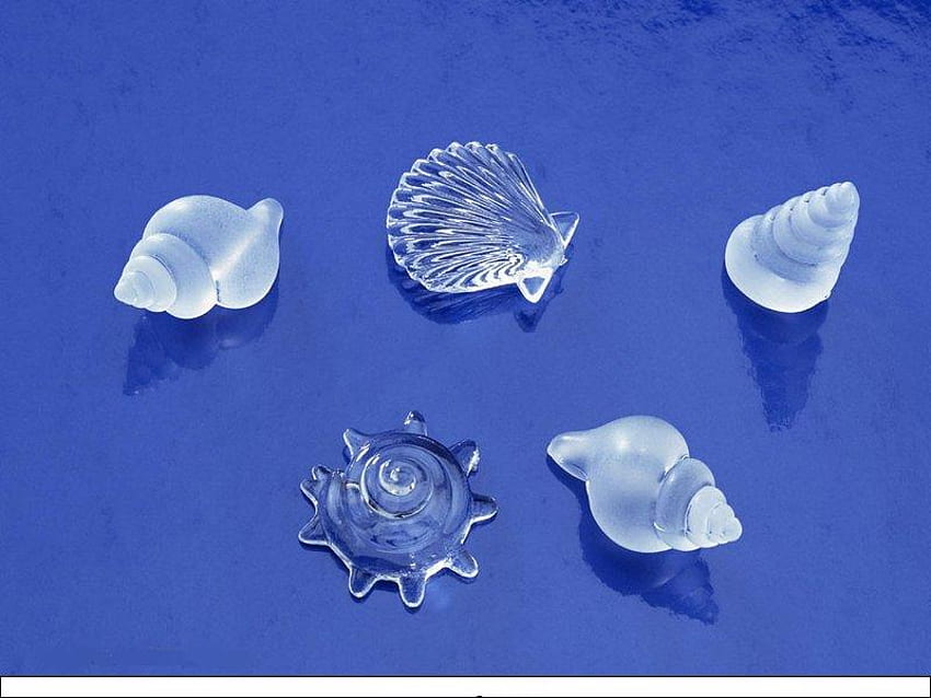 Sea Shells, blue, clear, hells HD wallpaper