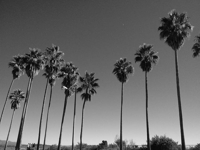 Amanda Mitzel - Palm Trees Black And White HD wallpaper
