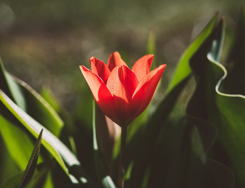 Tulip, plant, flower HD wallpaper | Pxfuel