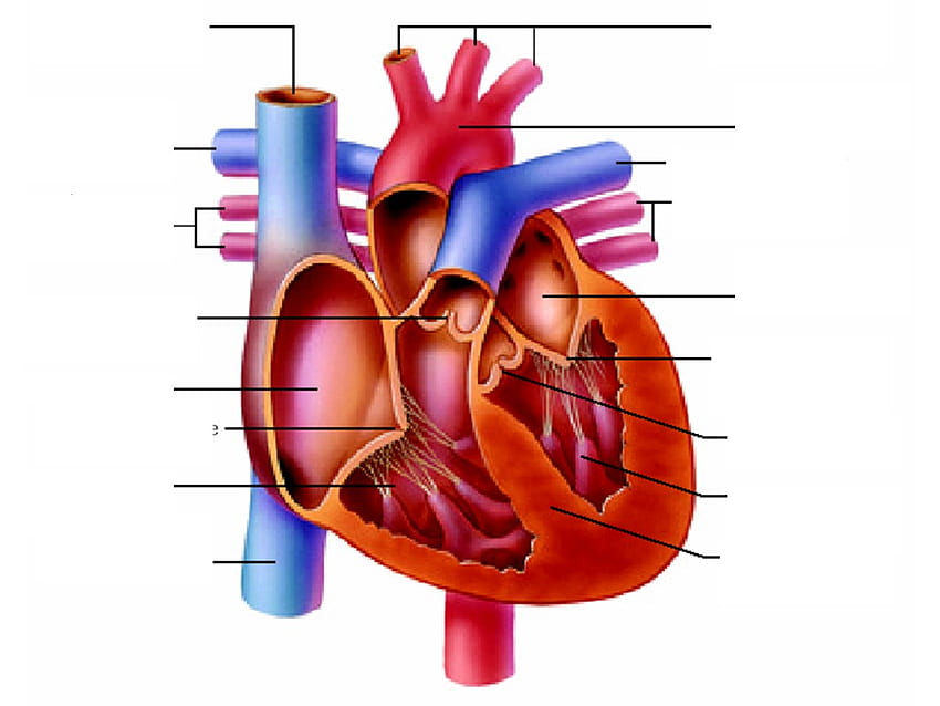 Human Heart , Human Heart png , ClipArts on Clipart Library, Circulatory System HD wallpaper
