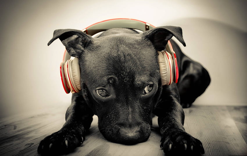 cuffie, animali, cani, Beats by Dr.Dre Sfondo HD