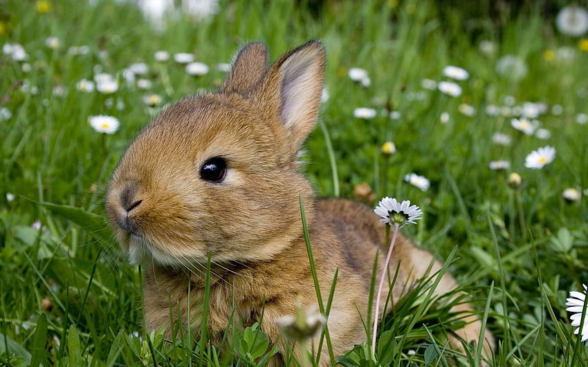 Kaninchen, Nagetiere, Wiese, Blumen, Gänseblümchen, Gras, Sommer, Grau, Sommertier HD-Hintergrundbild
