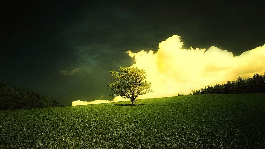 Special Find, white, skies, grass, tree, white cloud, green, fields, nature, sky HD wallpaper
