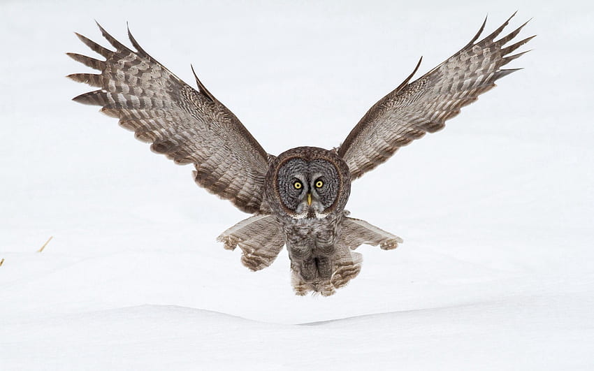 สัตว์ นกฮูก หิมะ เที่ยวบิน ปีก คลื่น กวาด วอลล์เปเปอร์ HD