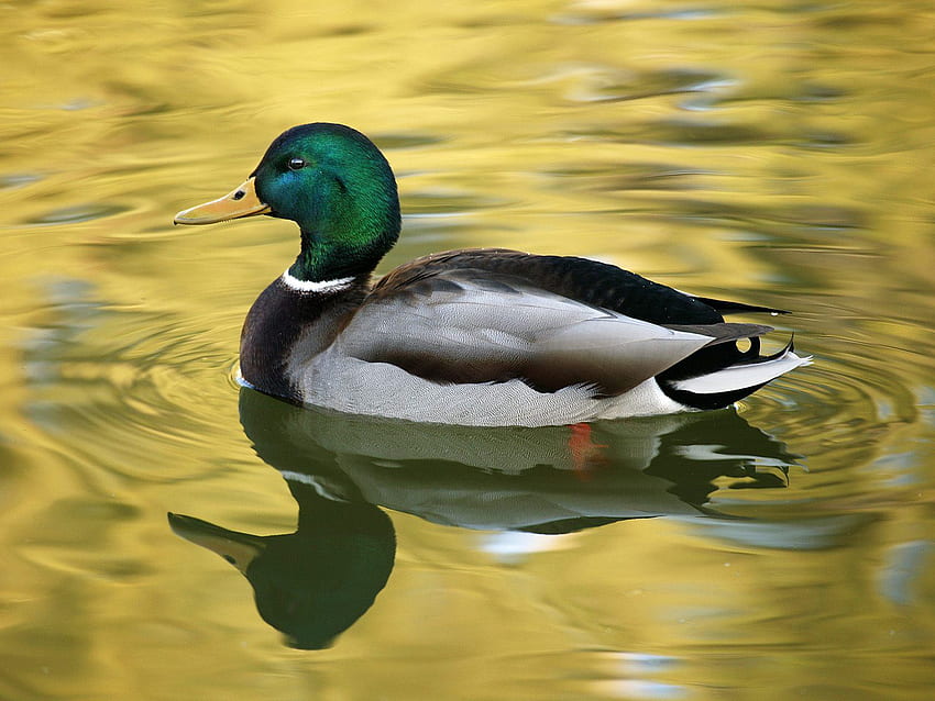 yeşilbaş ördek yeşilbaş ördek yeşilbaş ördek yeşilbaş [] , Mobil ve Tablet için. Mallard Duck'ı keşfedin. Ördek, Yeşilbaş Ördek Kenarlığı HD duvar kağıdı