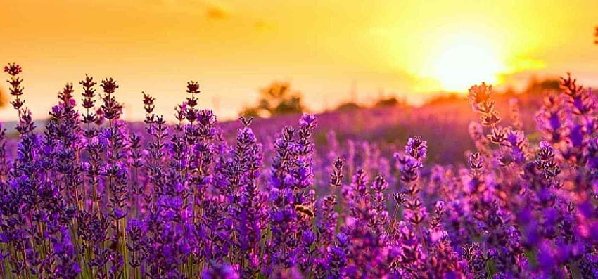 Sonnenuntergang Lavendelfeld HD-Hintergrundbild