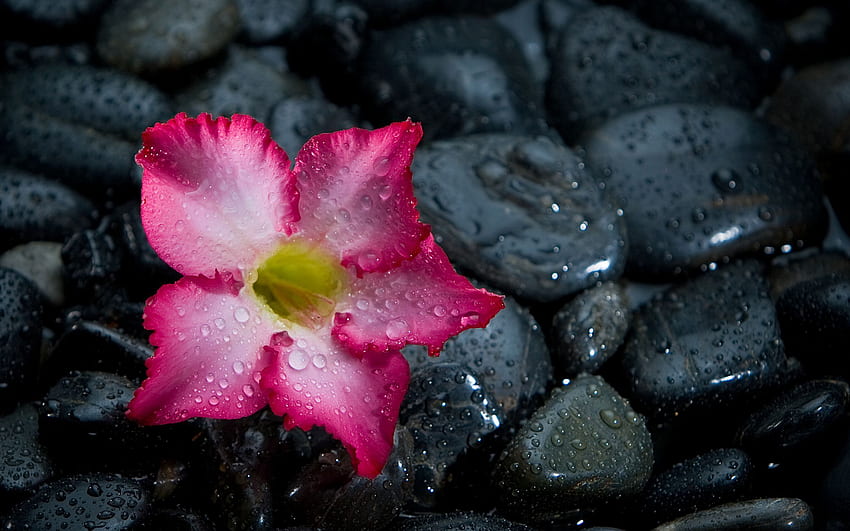 Pen, paper, coffee and raindrops. it's gonna be a FABulous Sunday! ;). iPad air , Flowers, Desert flowers HD wallpaper