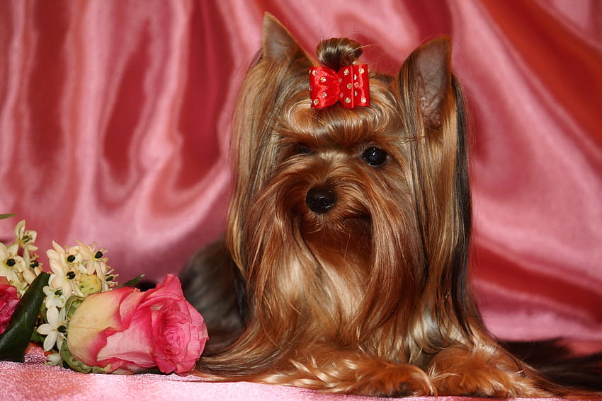 Animals, Roses, Bow, Yorkshire Terrier, Silk HD wallpaper