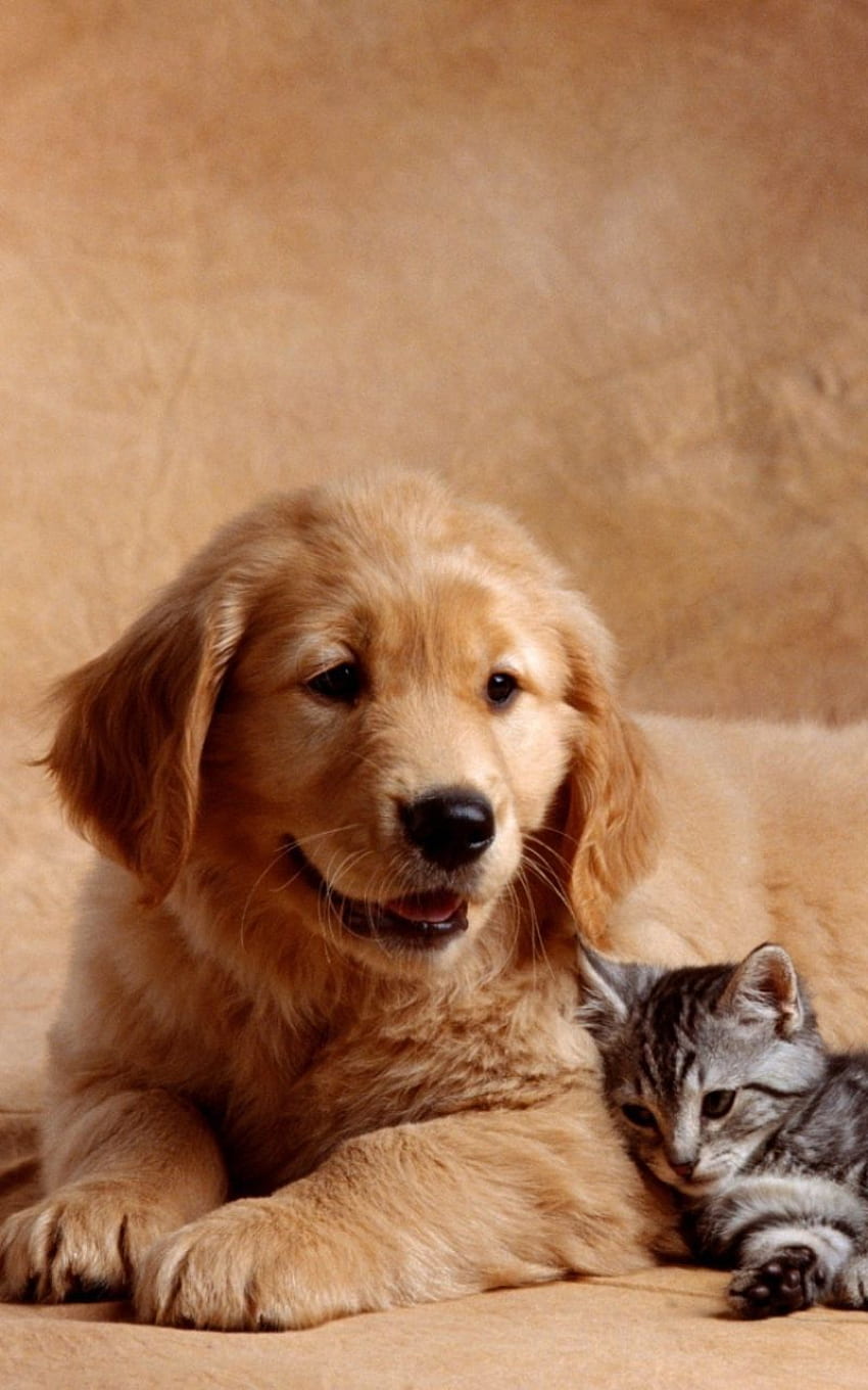 hund, katze, kätzchen, babyhintergrund. Hundekatze, Schoßhunde, regnende Katzen und Hunde, Hund und Kätzchen HD-Handy-Hintergrundbild