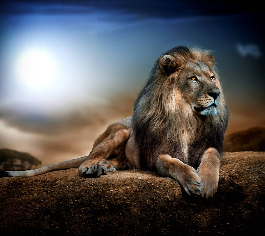 Lion majestueux Fond d'écran HD