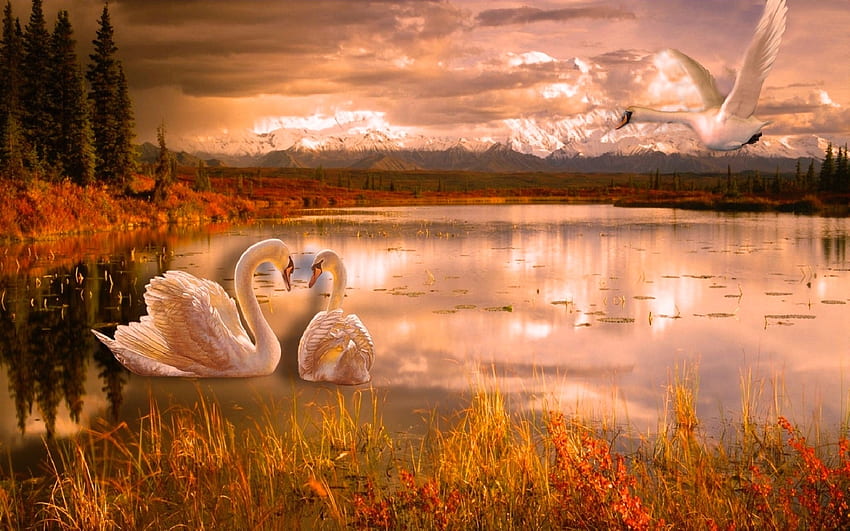 Swans in Autumn, softness, Landscape, peaceful, outdoors, autumn, nature, seaons, mountains, splendor, lovely, Swans, pond HD wallpaper