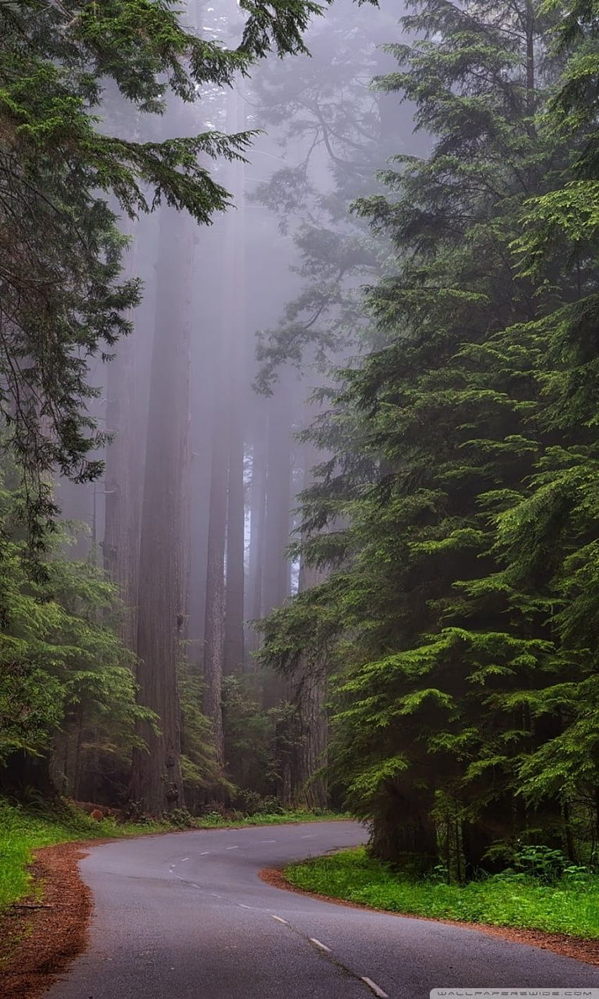 Redwood National Park, Kalifornien ❤ für HD-Handy-Hintergrundbild