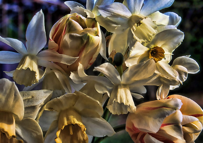Spring Bouquet, white, peach, daffodils, yellow, flowers, tulips HD wallpaper