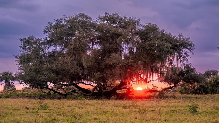 Dinner Island Ranch, Florida, landscape, sky, sun, tree, usa HD wallpaper