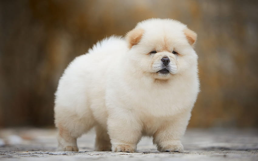Chow Chow, White Fluffy Puppy, Funny Dog HD wallpaper