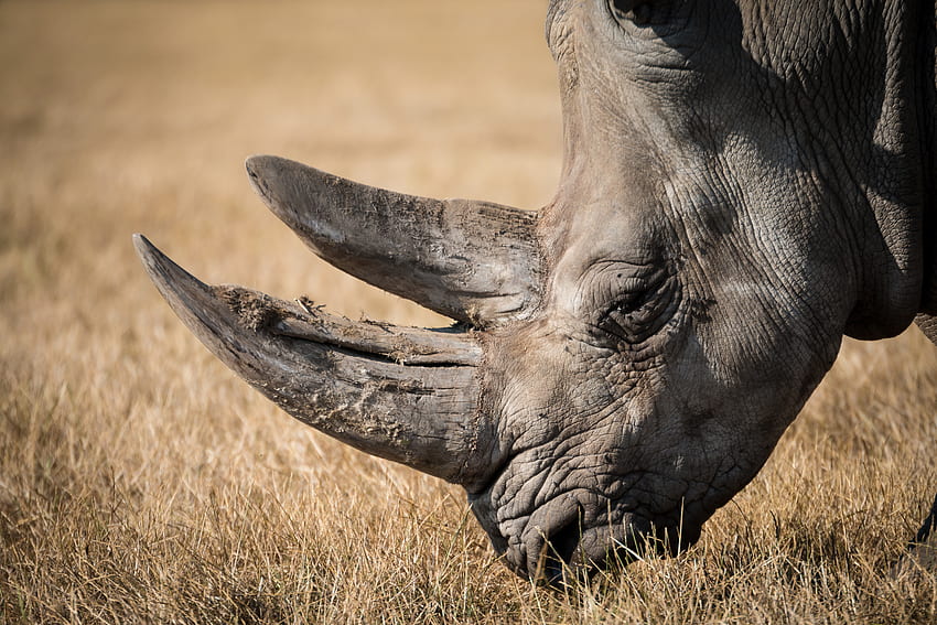 Animals, Rhinoceros, Horn, Mammal HD wallpaper