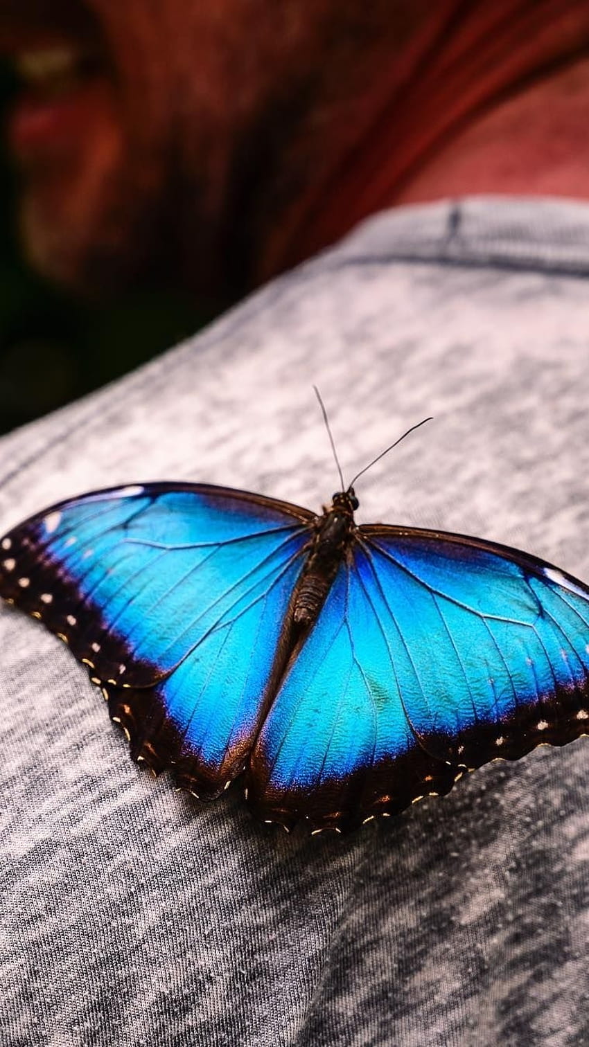 Синя пеперуда, красива естетика HD тапет за телефон