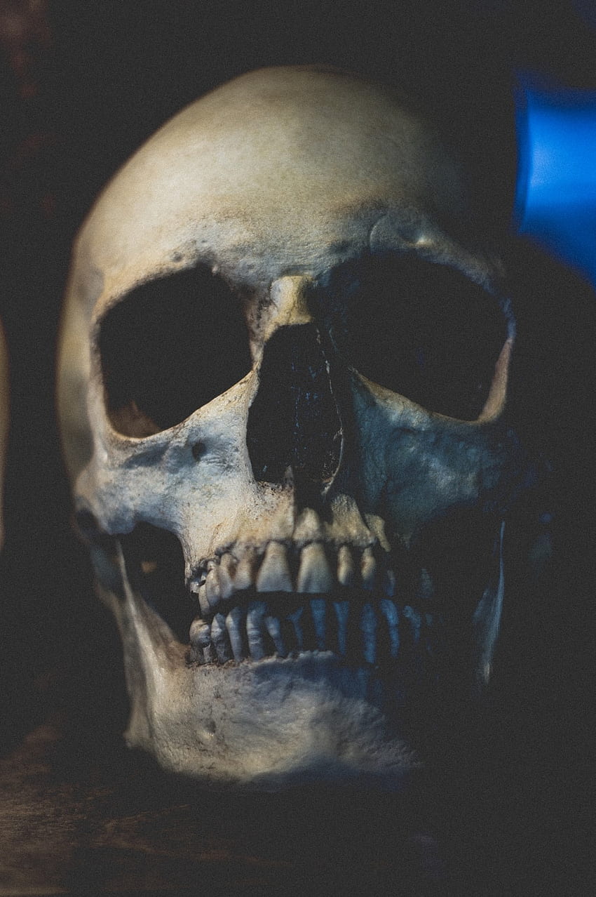 Skull, Skull Head HD phone wallpaper