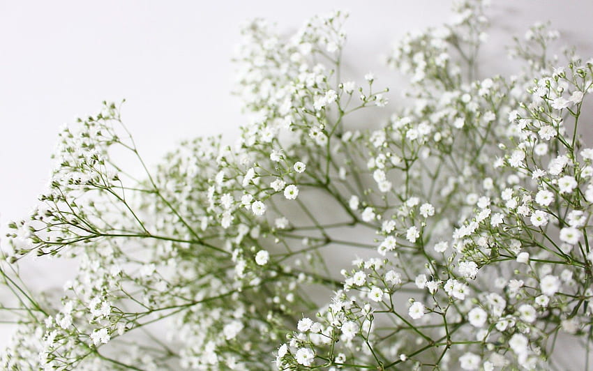 Style Bee - Decked Out Digital, Baby Breath HD wallpaper | Pxfuel