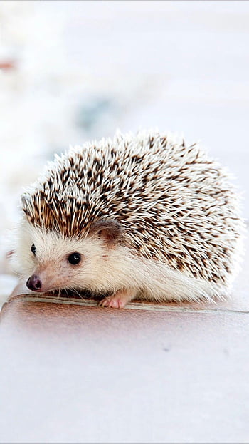 Close up of cute hedgehog in forest with sun shining, created using  generative ai technology from Pikwizard