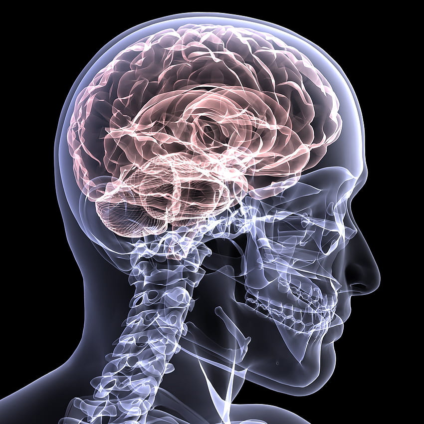 cervello, anatomia, medico, testa, cranio, digitale, 3 d, raggi X, raggi X, radiologia Sfondo del telefono HD