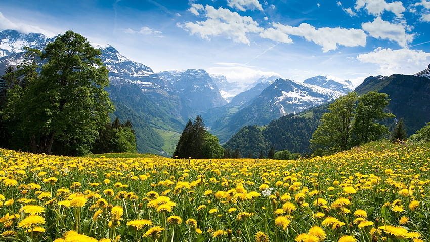 flowering mountain meadow in spring, clouds, meadow, flowers, spring, mountains HD wallpaper