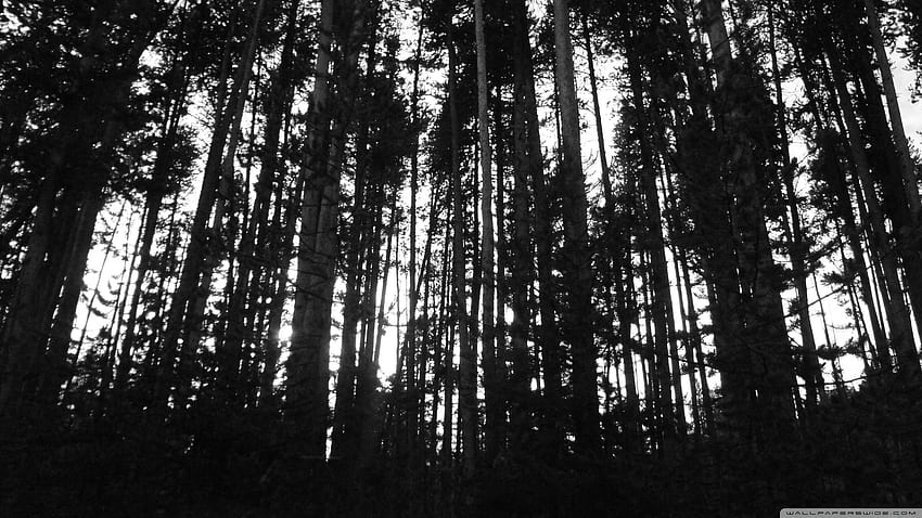 Black and White Forest, Black and White Woods HD wallpaper